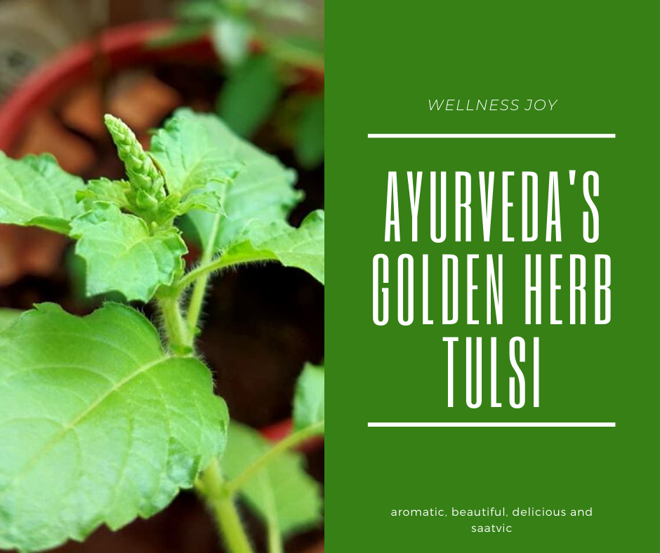 Ayurveda’s Golden Herb Tulsi